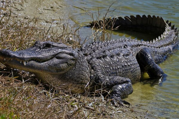 Crocodile gris caché dans l eau près de l herbe