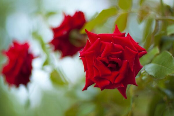 Charmante rote Rosen am Himmelshintergrund