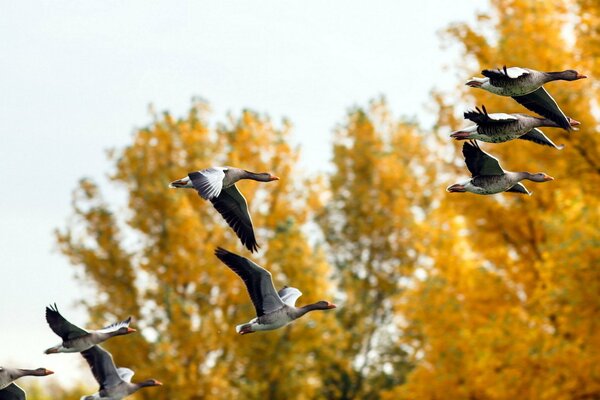 Fliegende Enten im Herbstwald