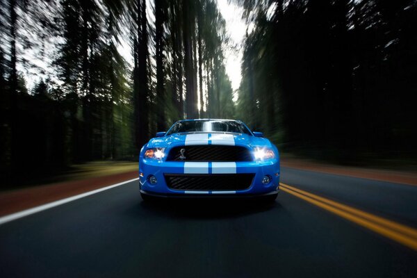 Coche azul en el camino forestal