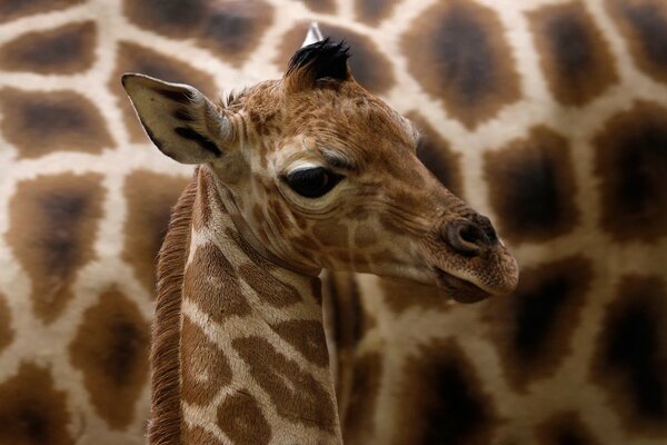 Eine kleine Giraffe auf dem Hintergrund der Seite der Mutter