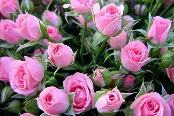 A budding bush of pale pink roses