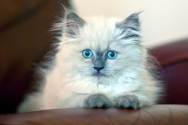 Chaton aux yeux bleus se trouve et regarde