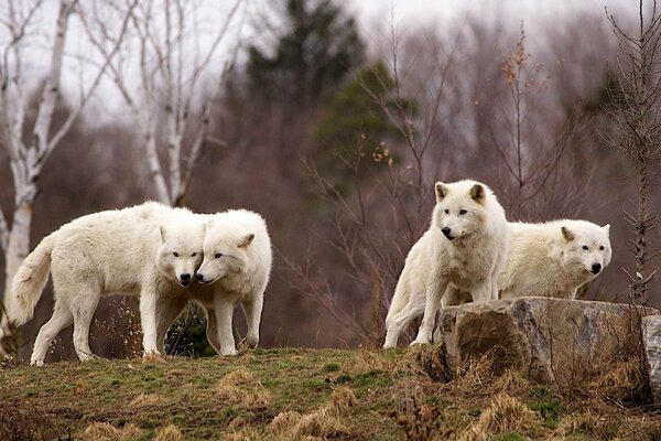 A predatory pack of wolves in the forest