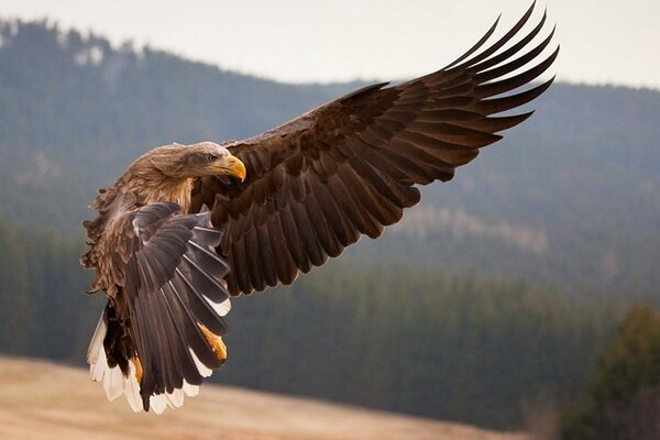 Oiseau de proie en vol pour la proie