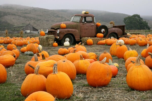 Recoger calabazas en la granja, en el camión