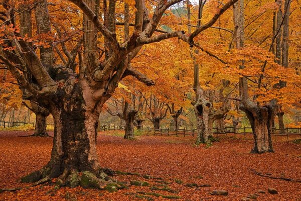 Incredible trees in the autumn park