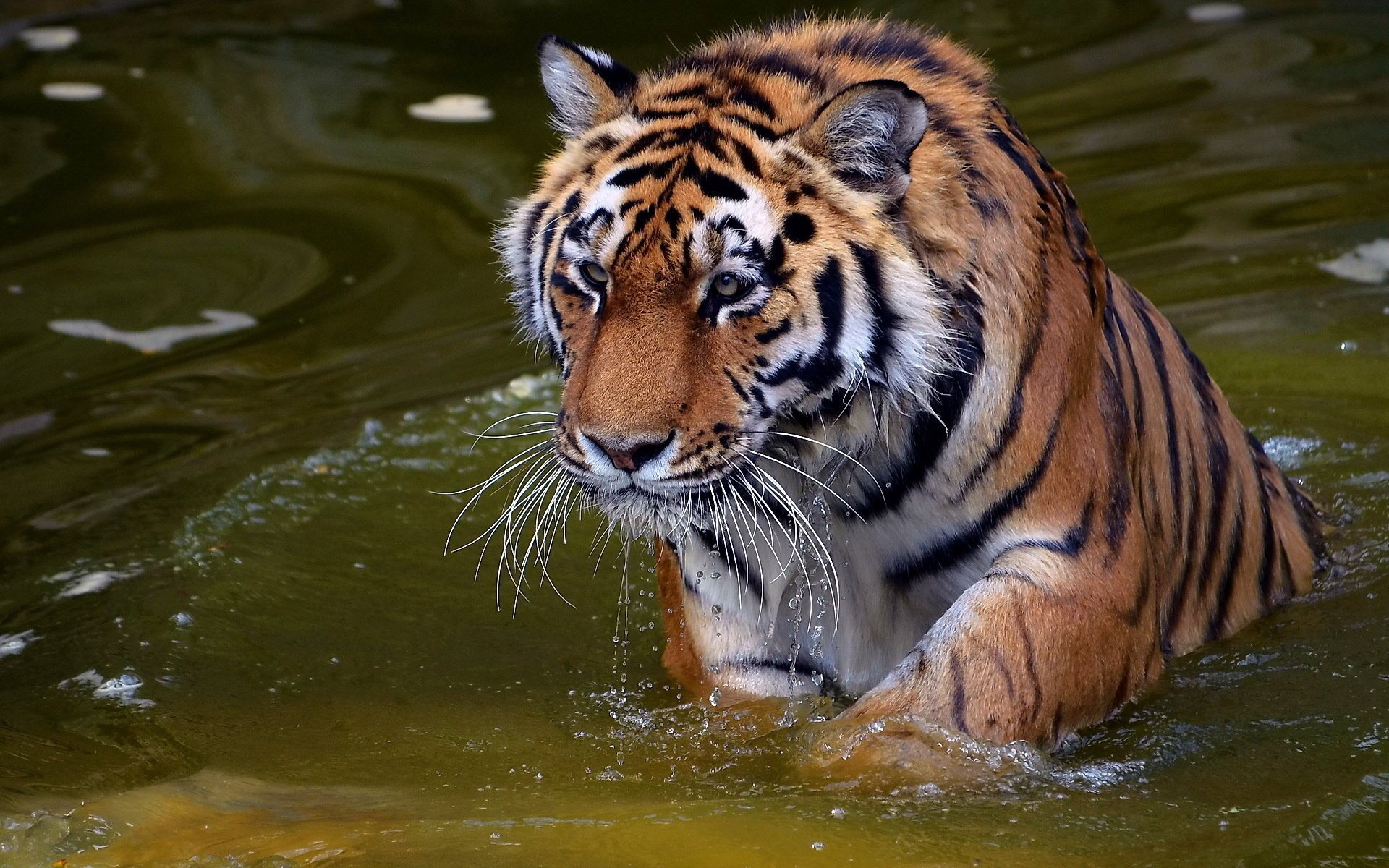 tigre acqua muso baffi panthera tigris tigre vista predatore