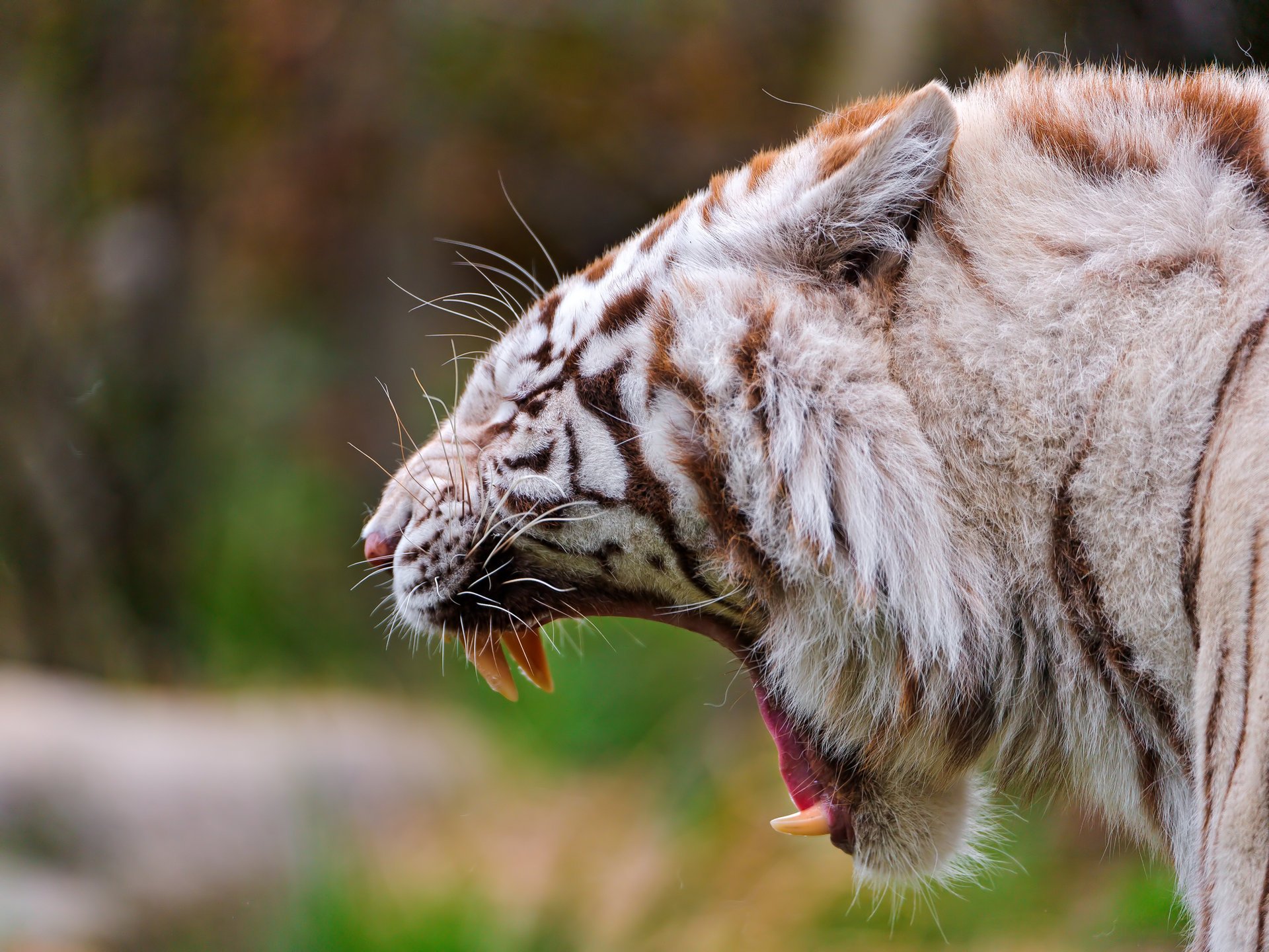 zanne tigre bocca predatore tigre bianca