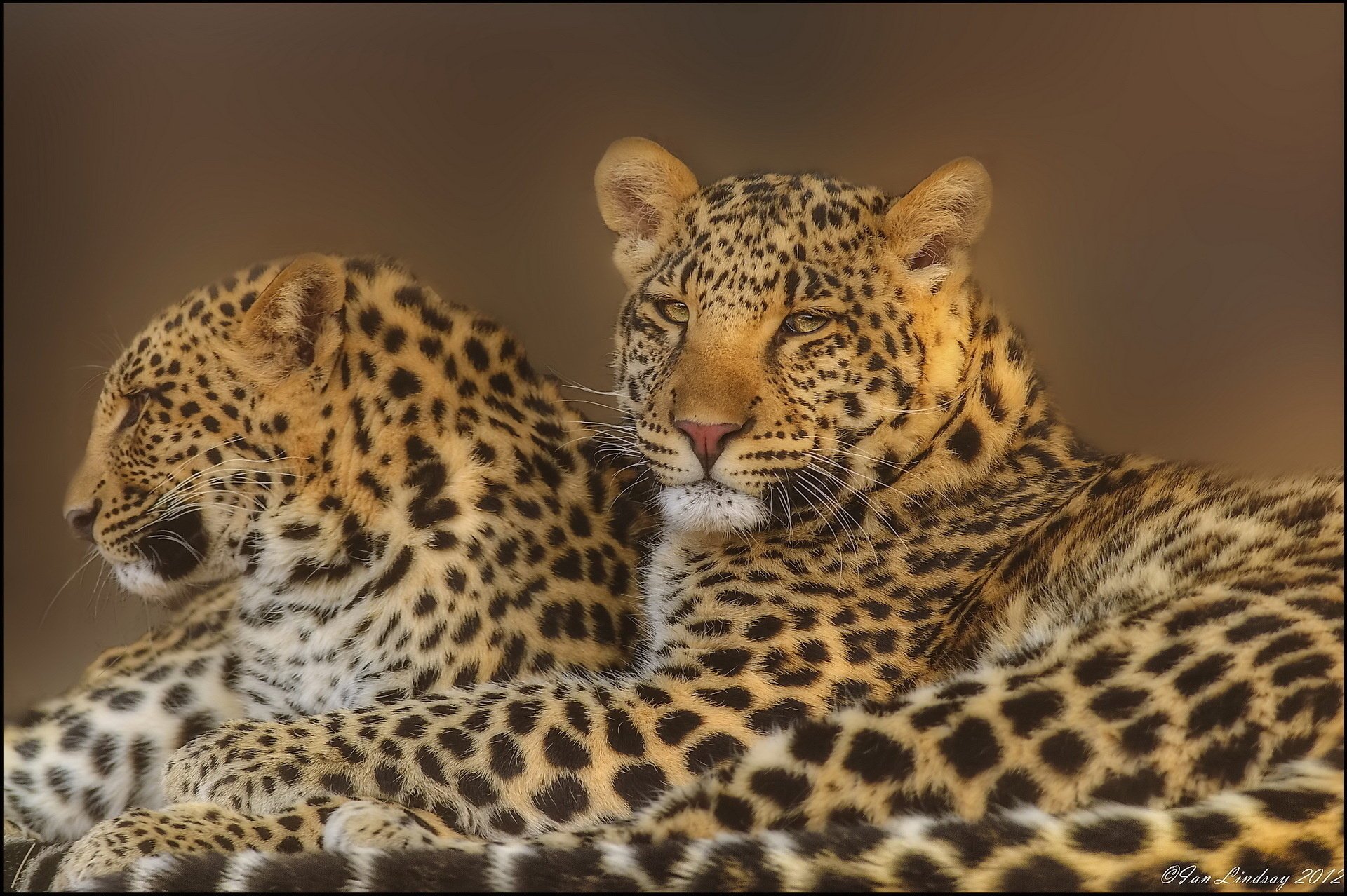 leopardo hocico mirada pareja leopardo depredadores familia