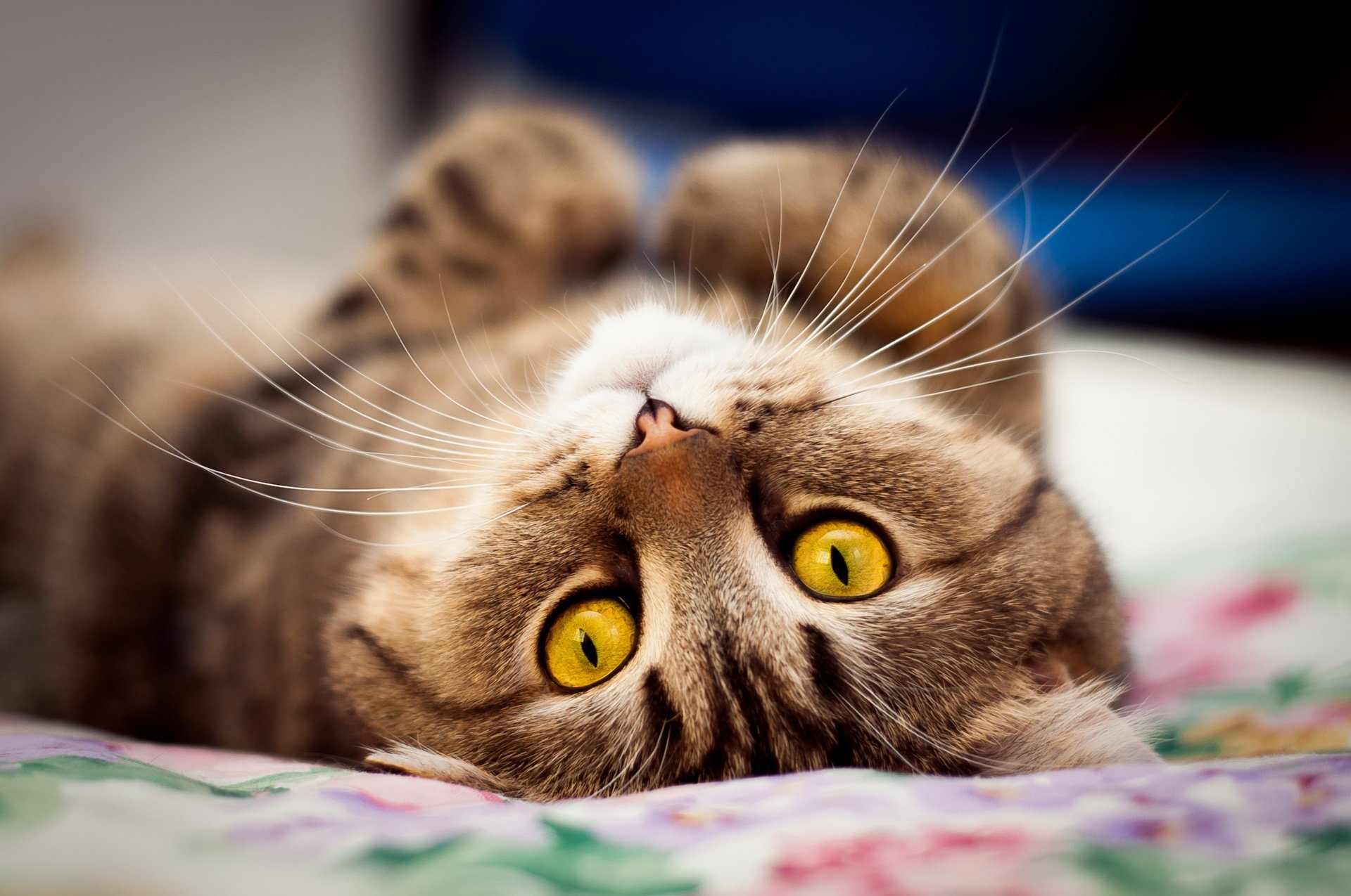 schnauze liegt auf dem rücken blick katze makro foto positiv