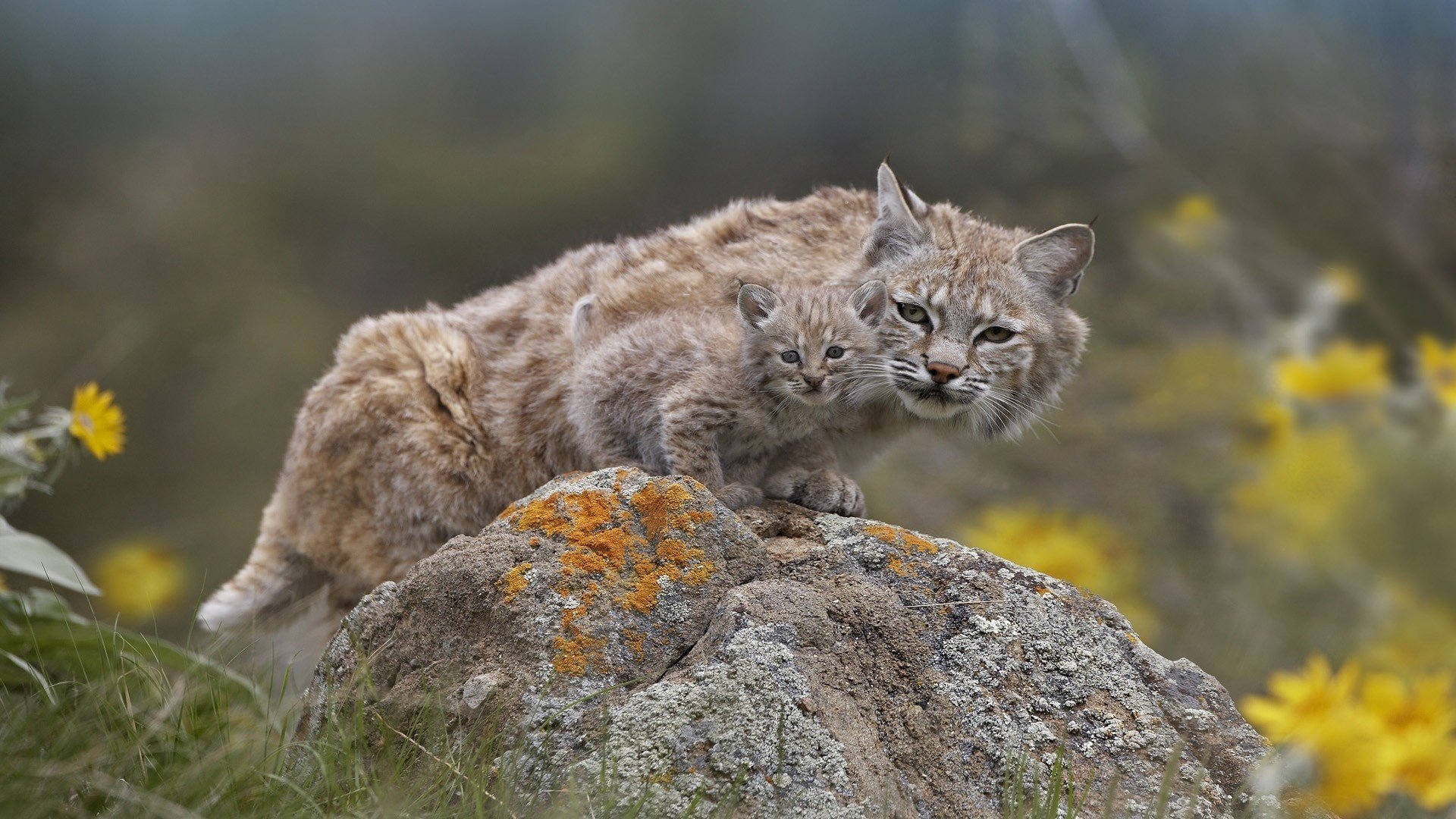 lince lince naturaleza piedra