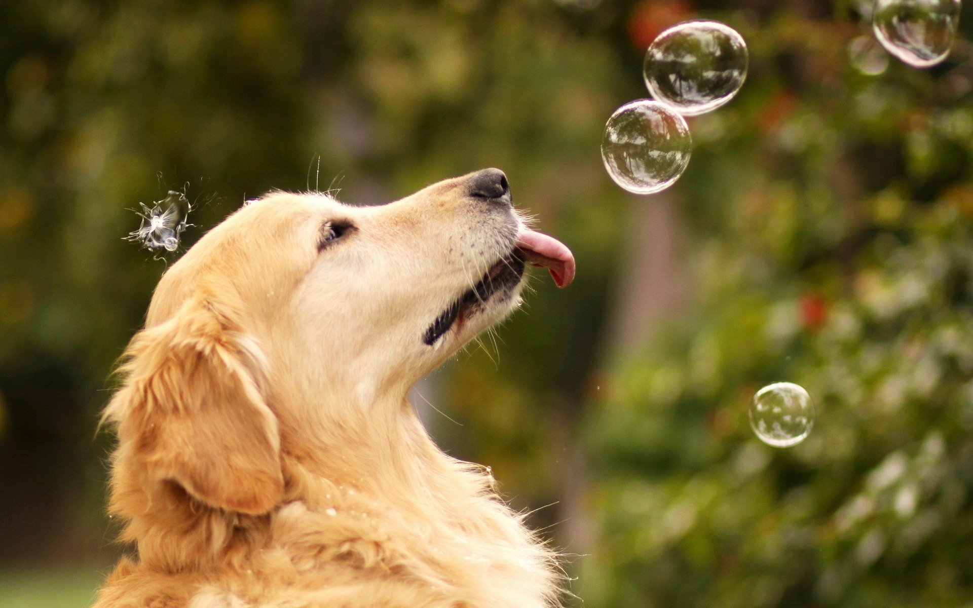 perro verano burbujas