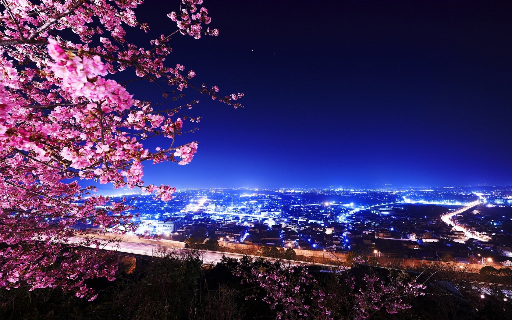 fiori di ciliegio edifici notte luci