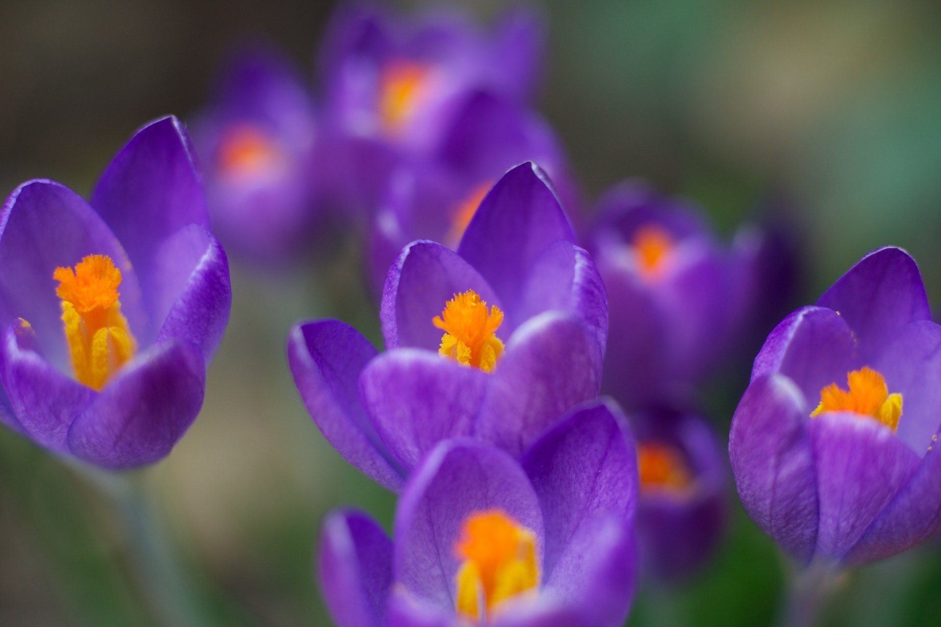 blumen krokusse frühling lila makro farbe