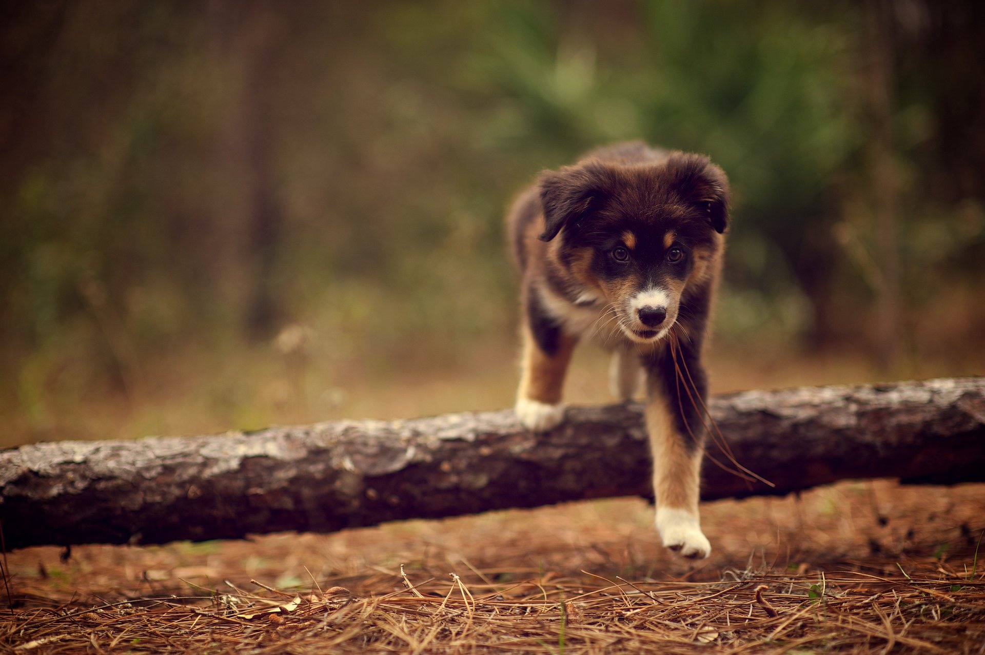 hund ridley stick welpe spaziergang natur nadeln