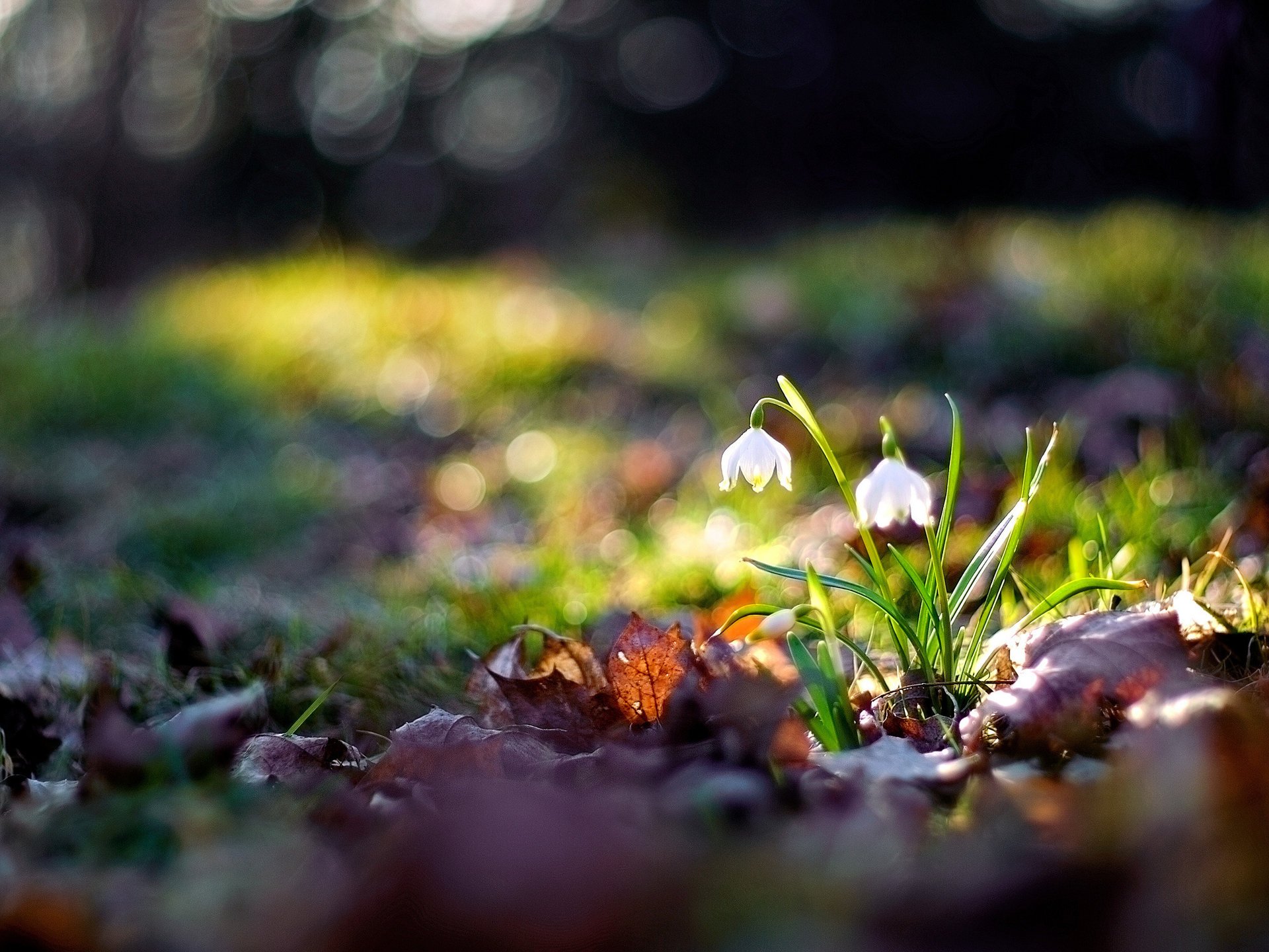 flores macro bokeh imagen foto fondos de pantalla naturaleza