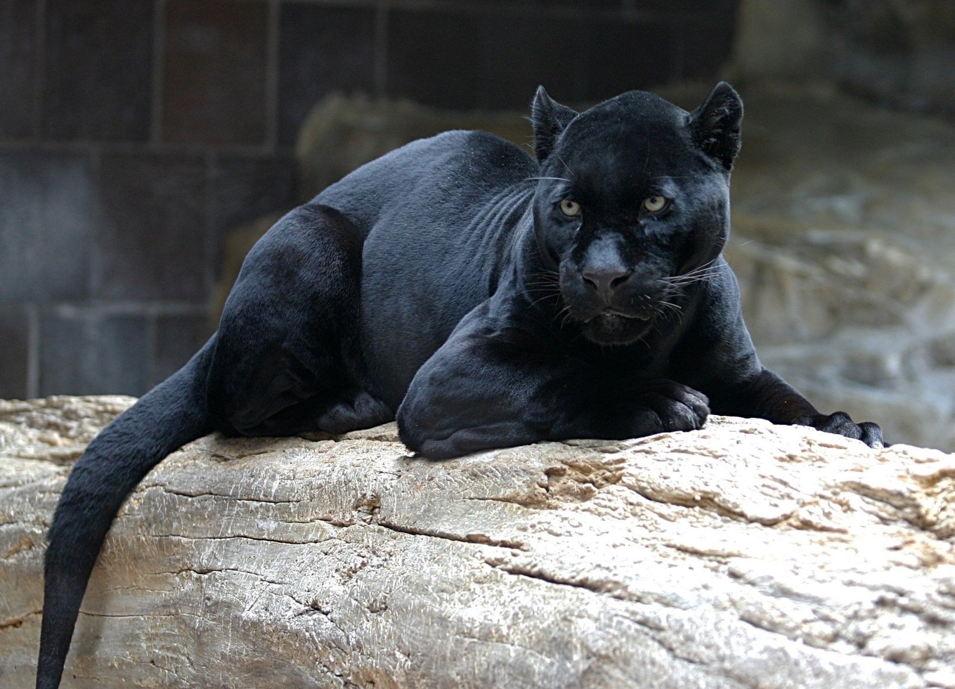 pantera su un tronco nero giace selvaggio gatto muso