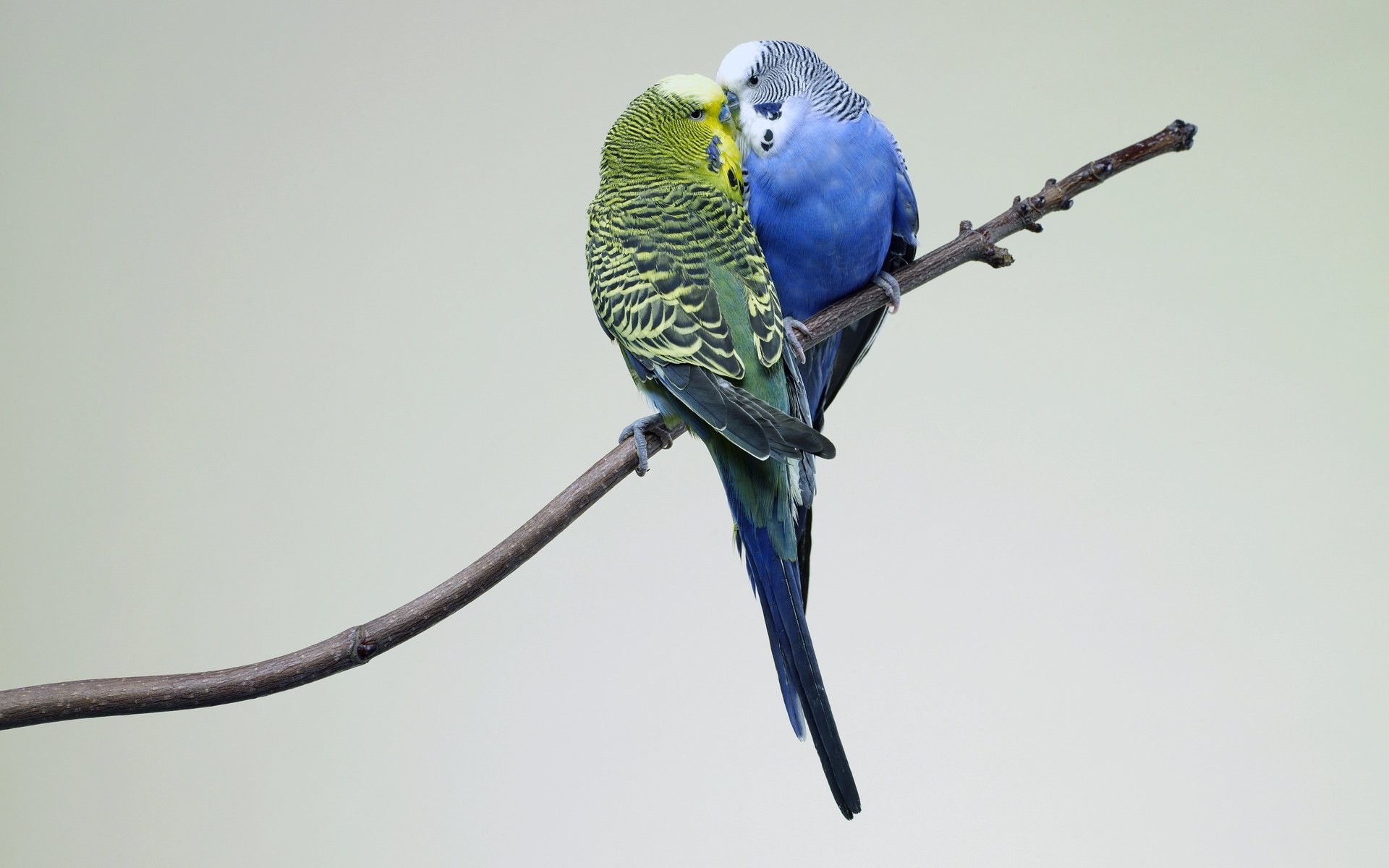 parrots branch love birds ki