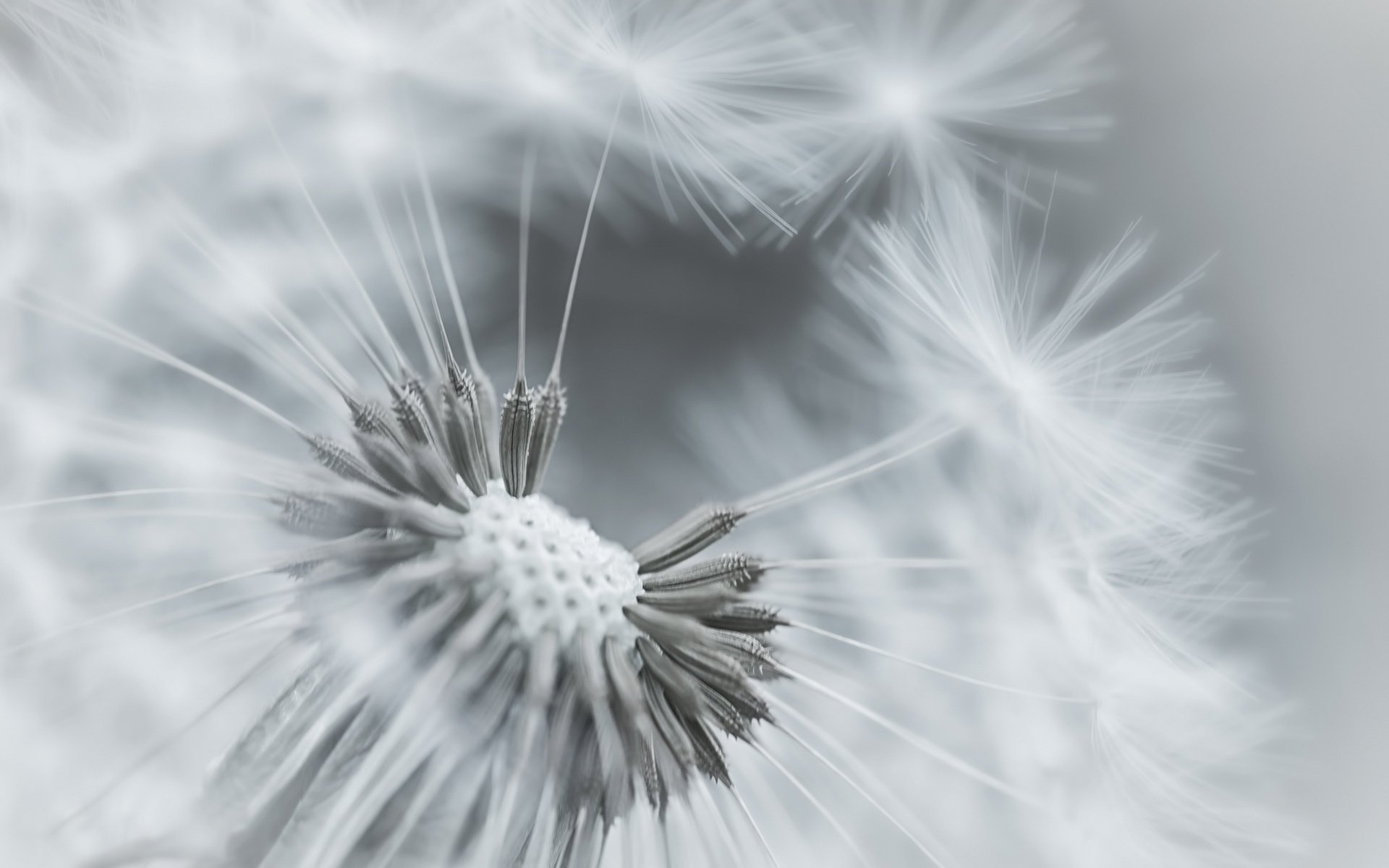 löwenzahn makro pflanze flaum fokus bw blume