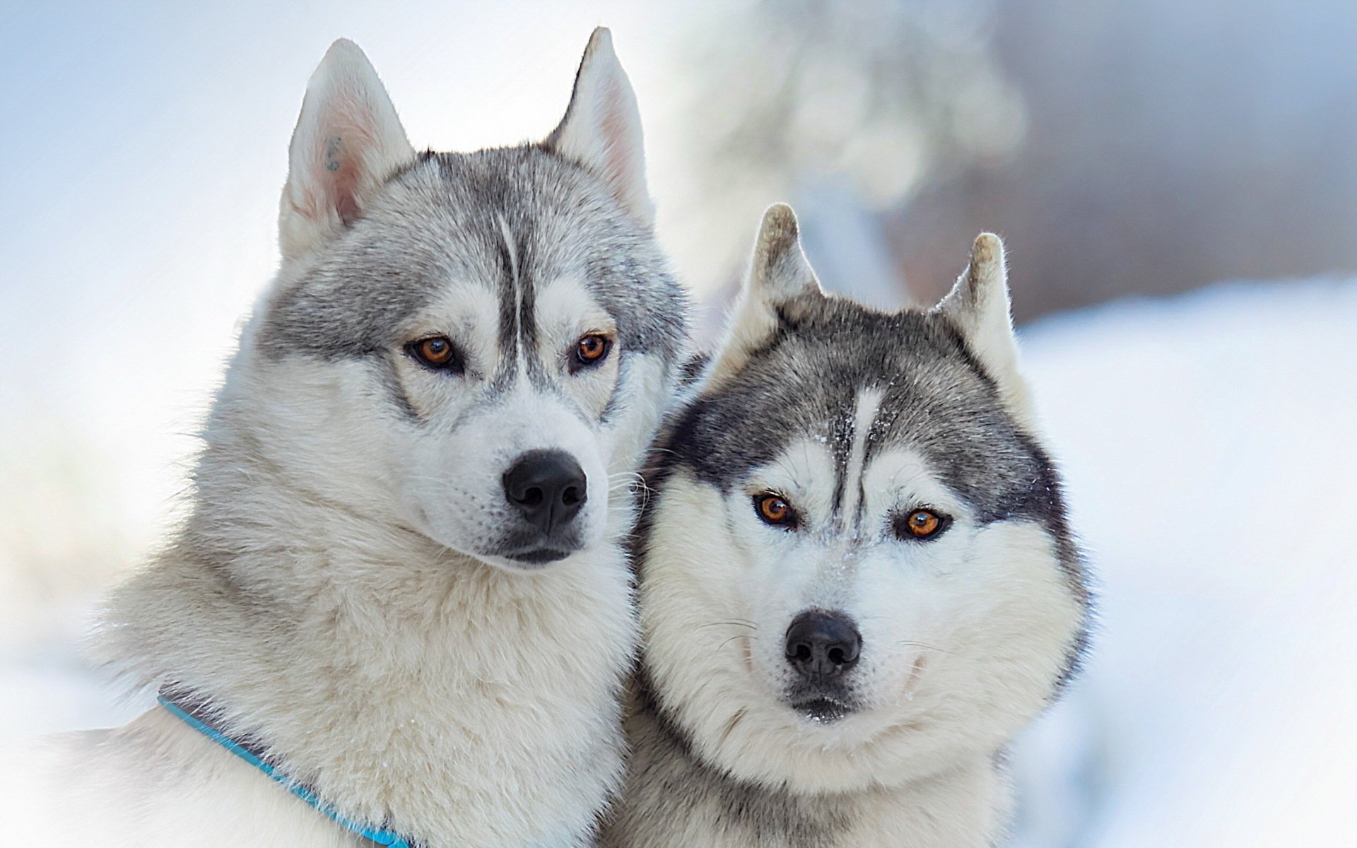 freunde schönheit hunde