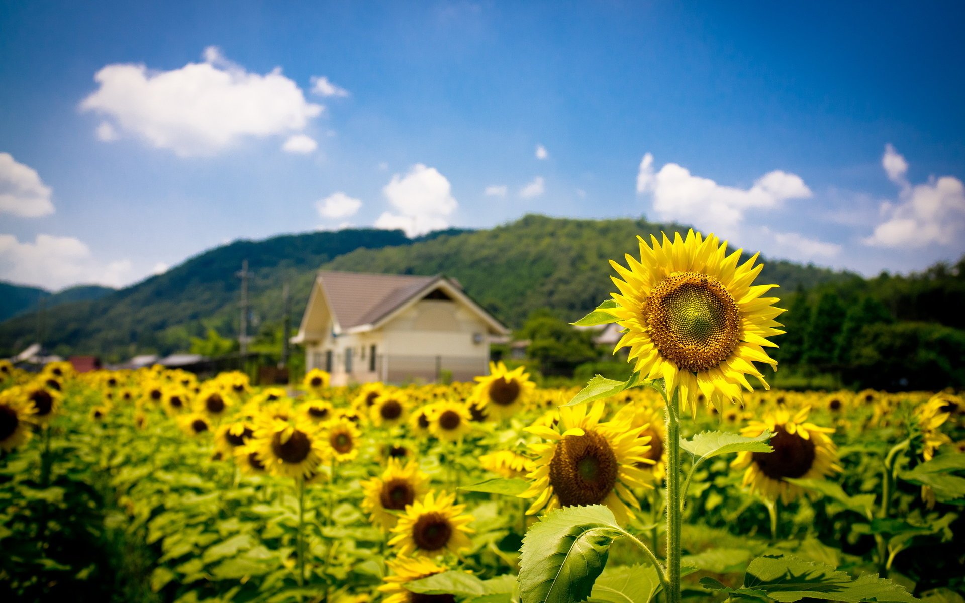 field summer nature sunflower