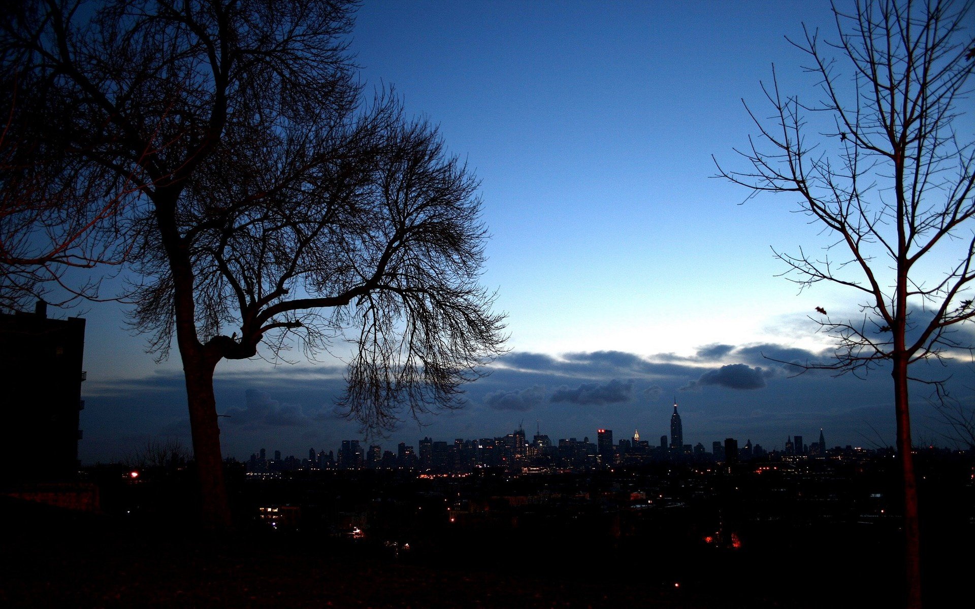 town tree night new york