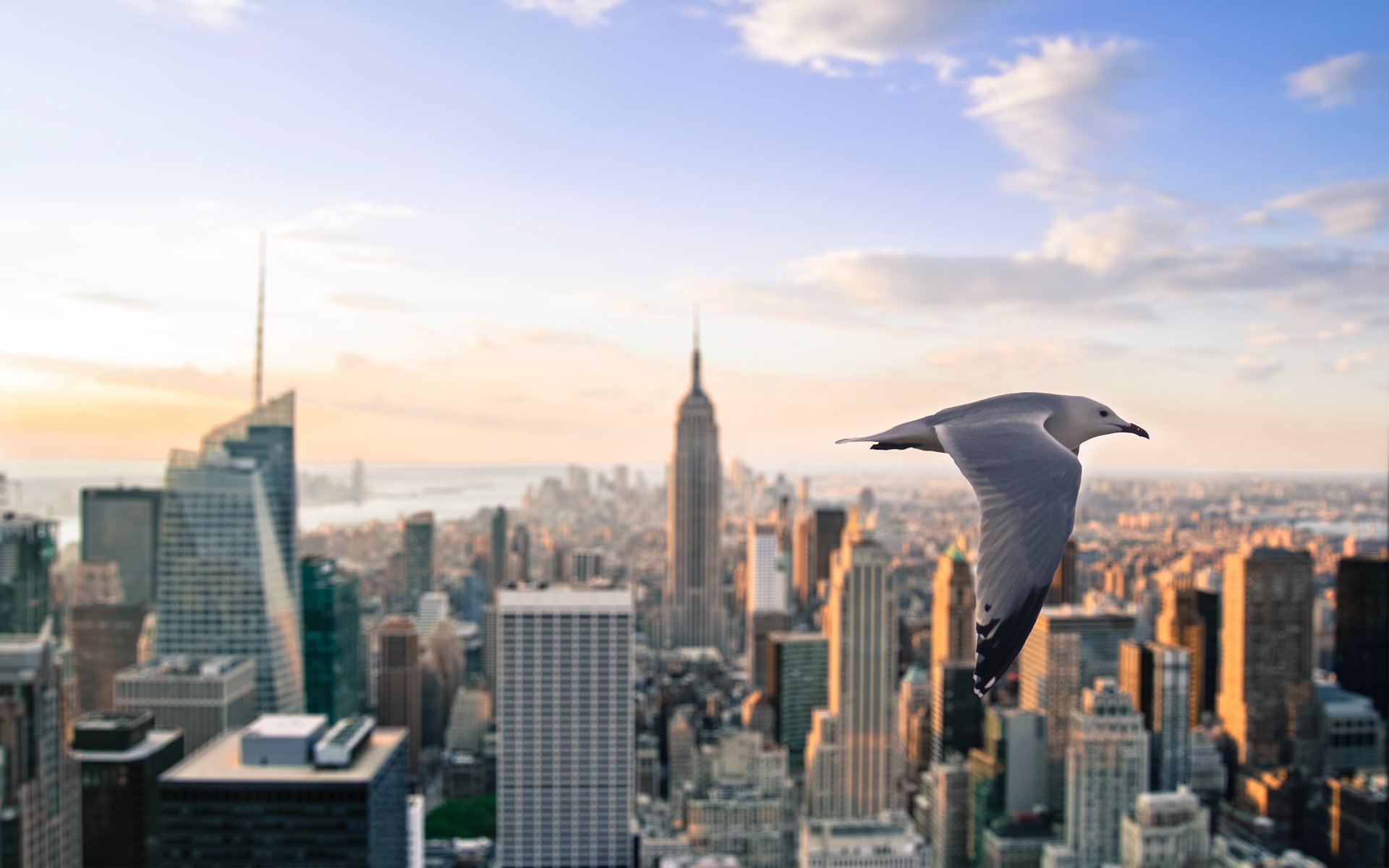 new york ny city skyscrapers seagull new york nyc