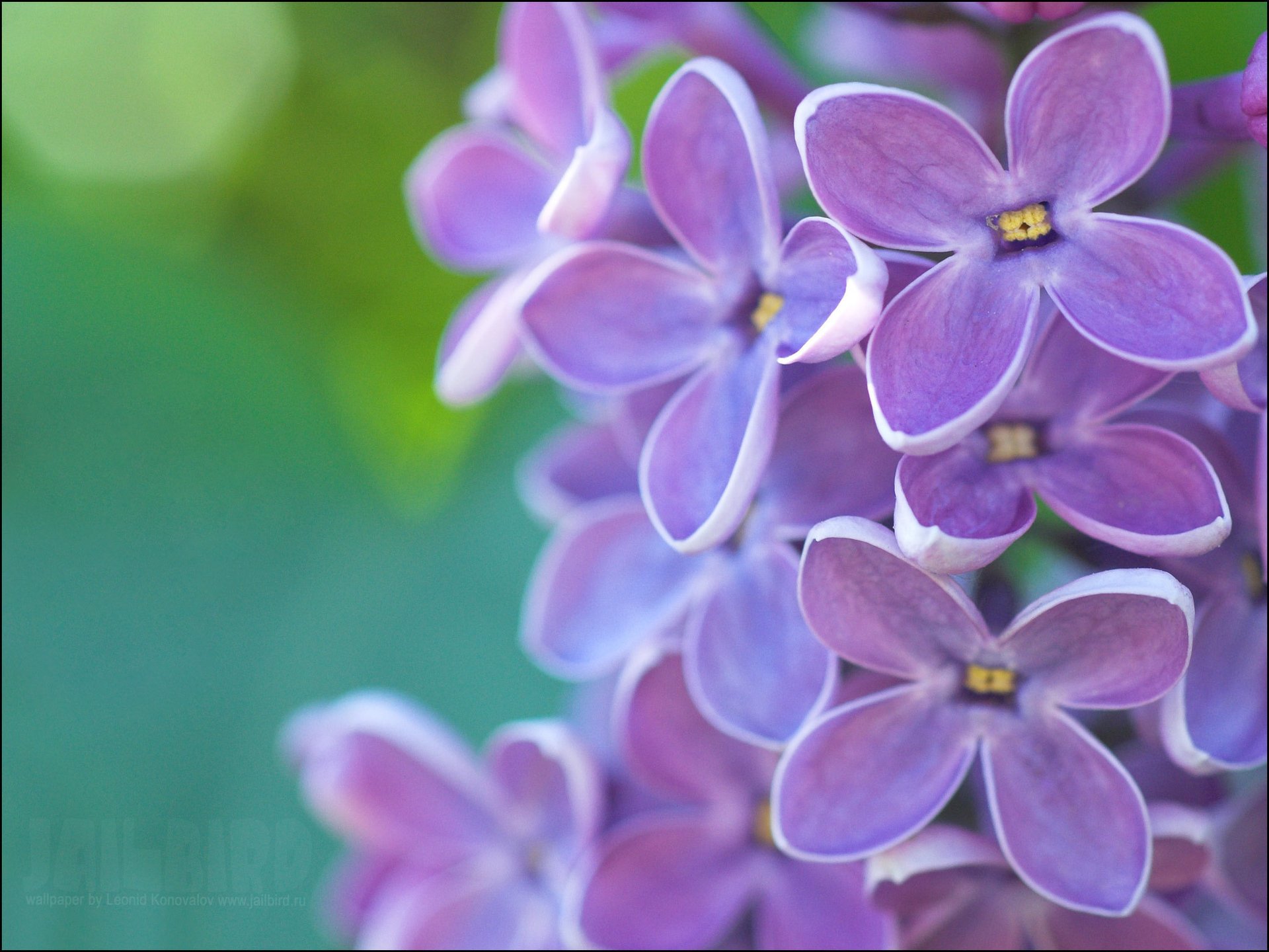 émeraude printemps violet lilas