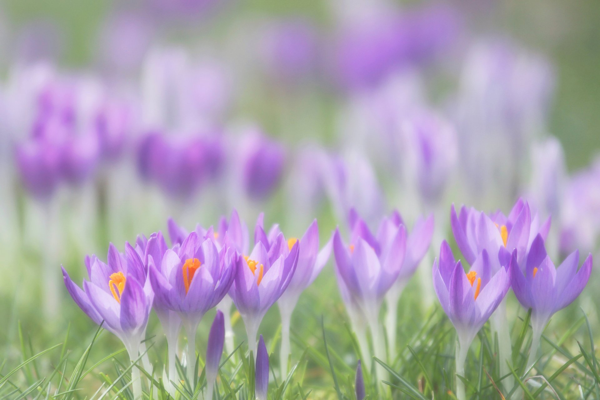 crocus fleurs lilas pétales printemps herbe