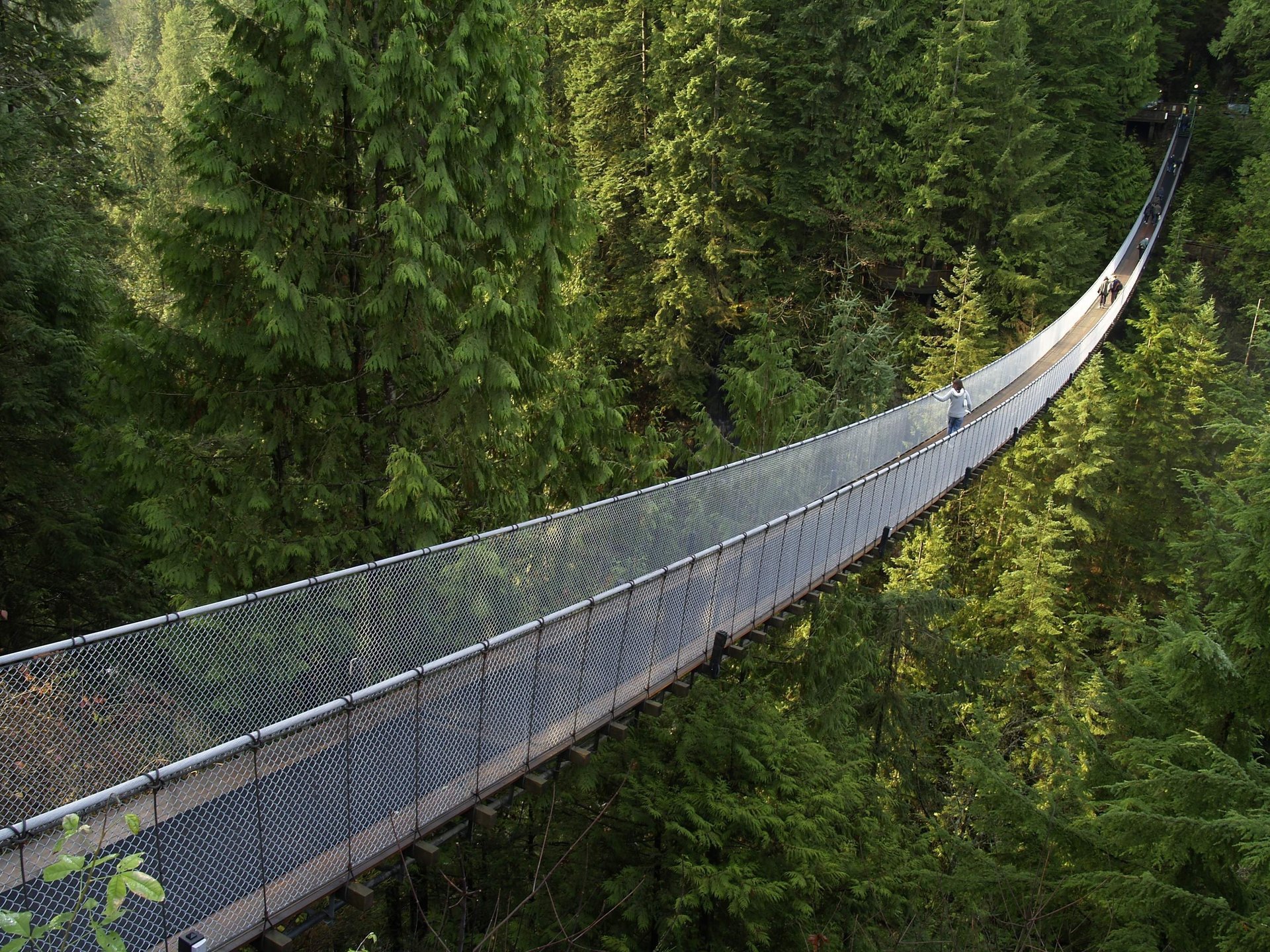 ponte foresta foresta di conifere