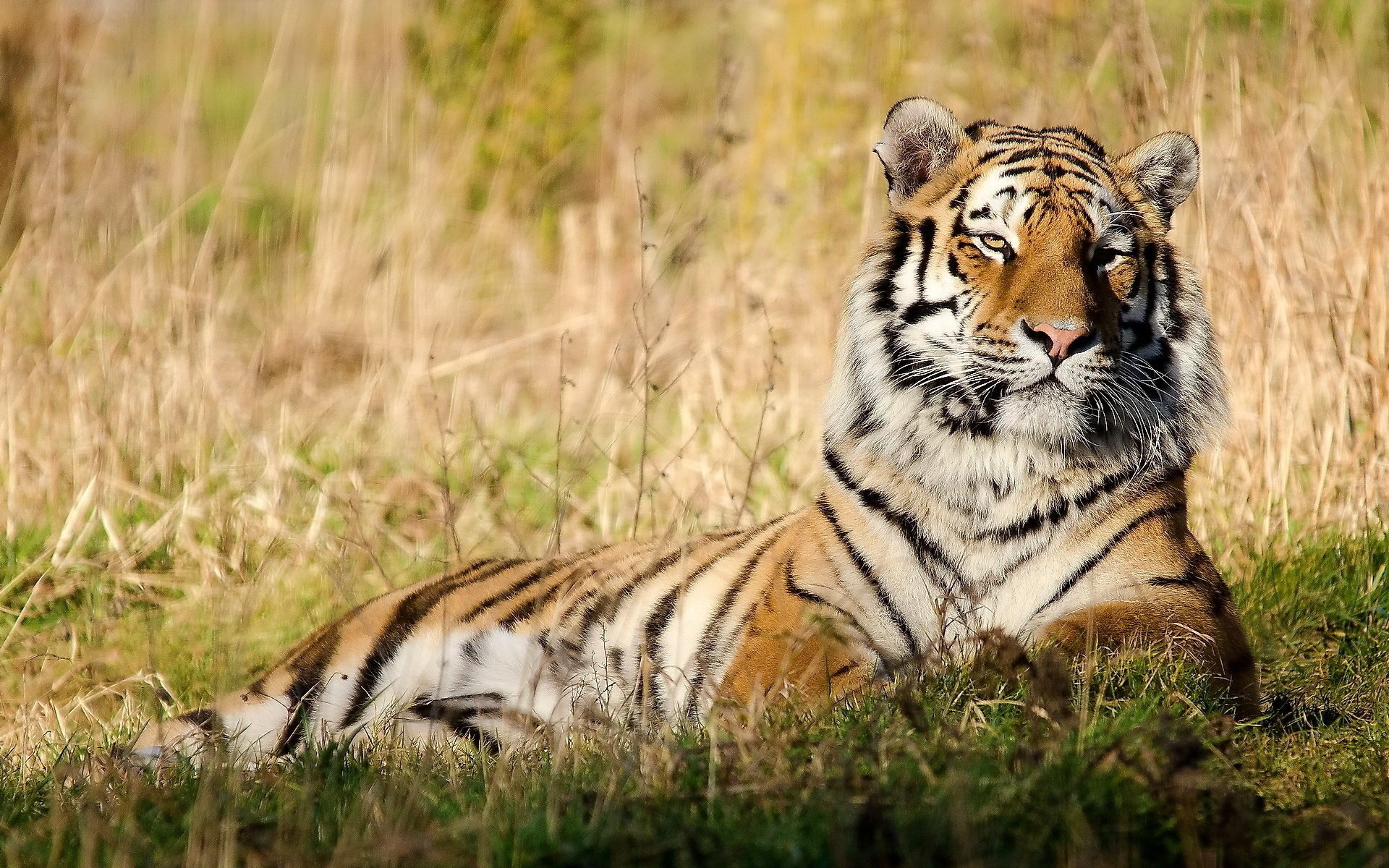 tigre museau repos paix herbe