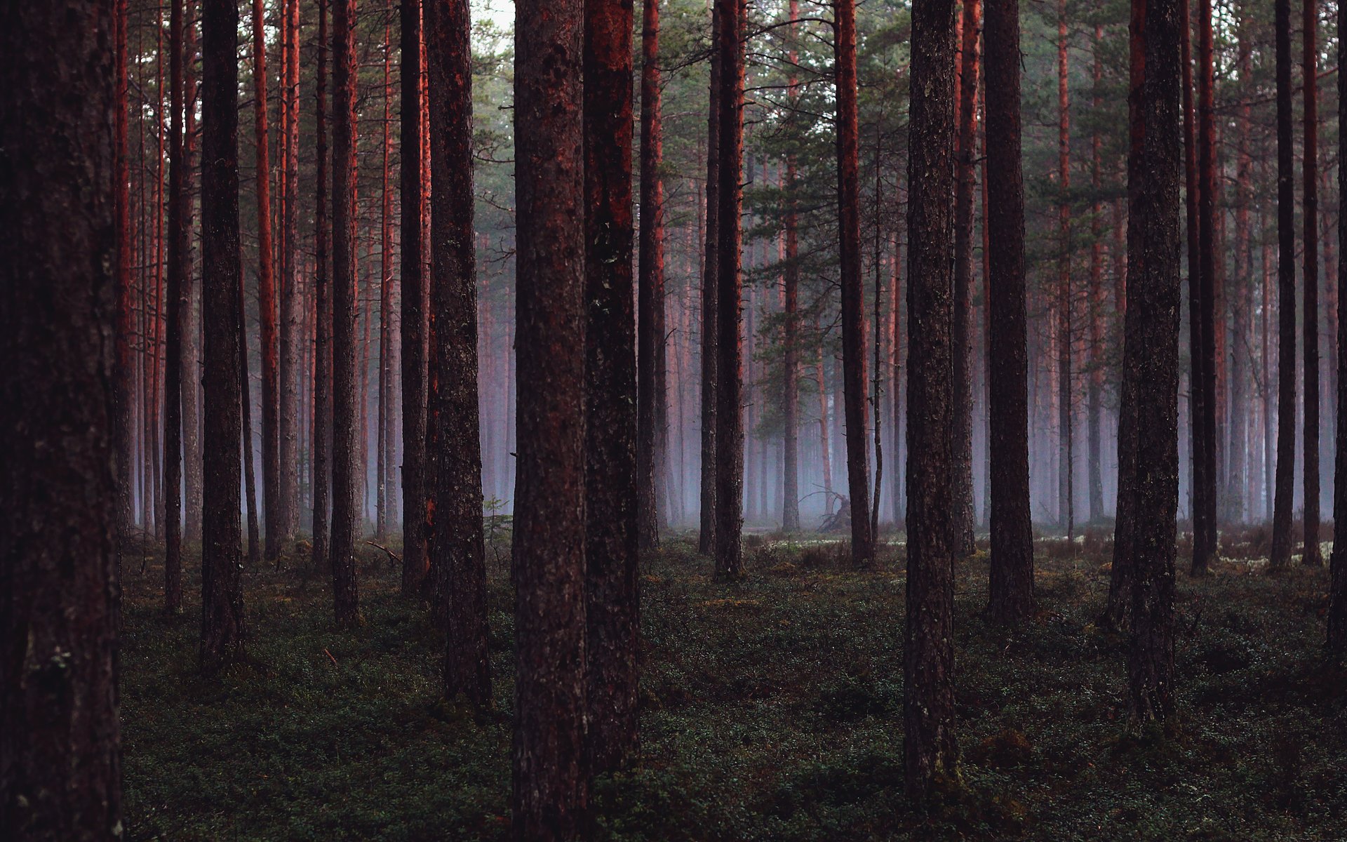 wald bäume wood