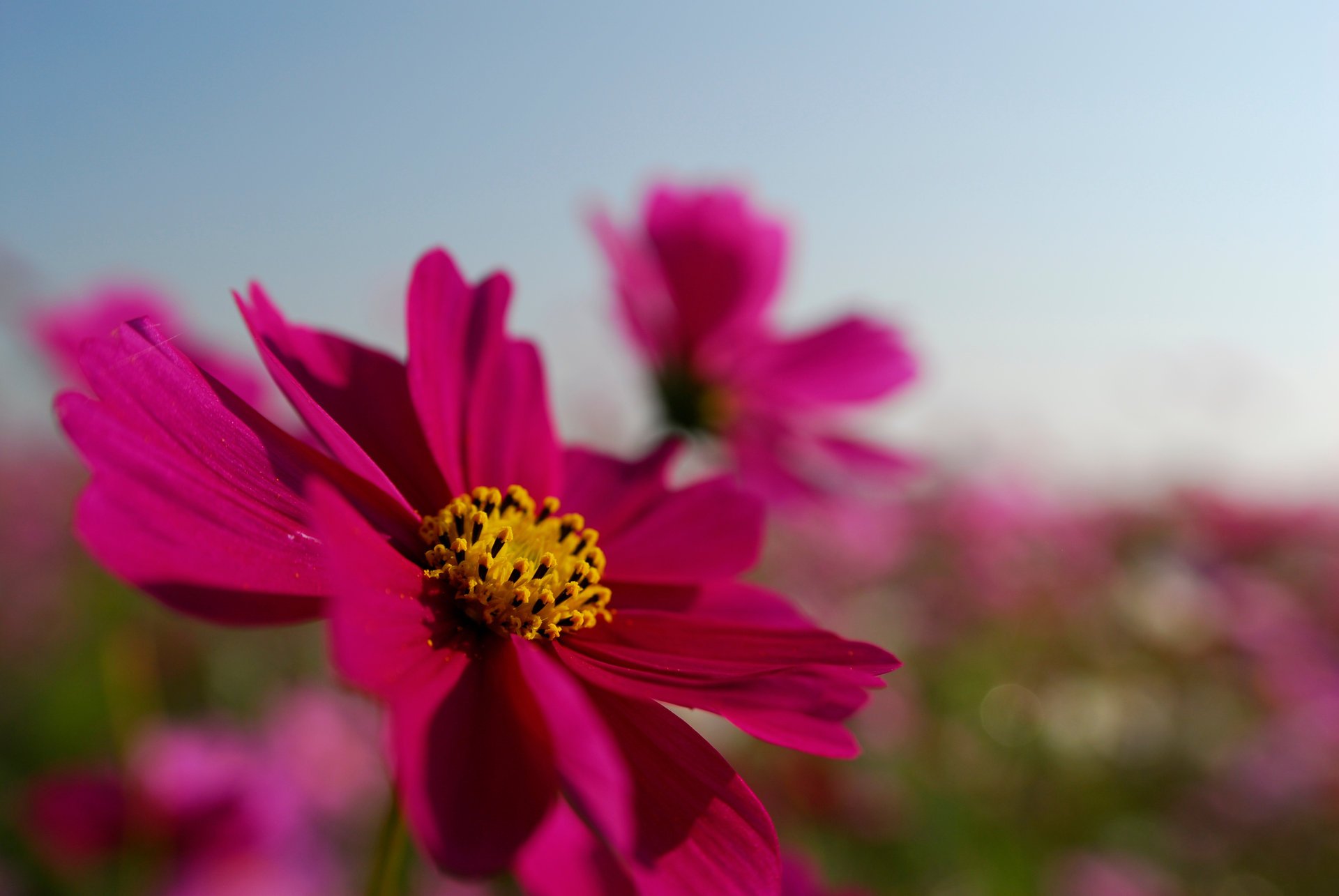 blume kosmea blütenblätter hell feld rosa himmel