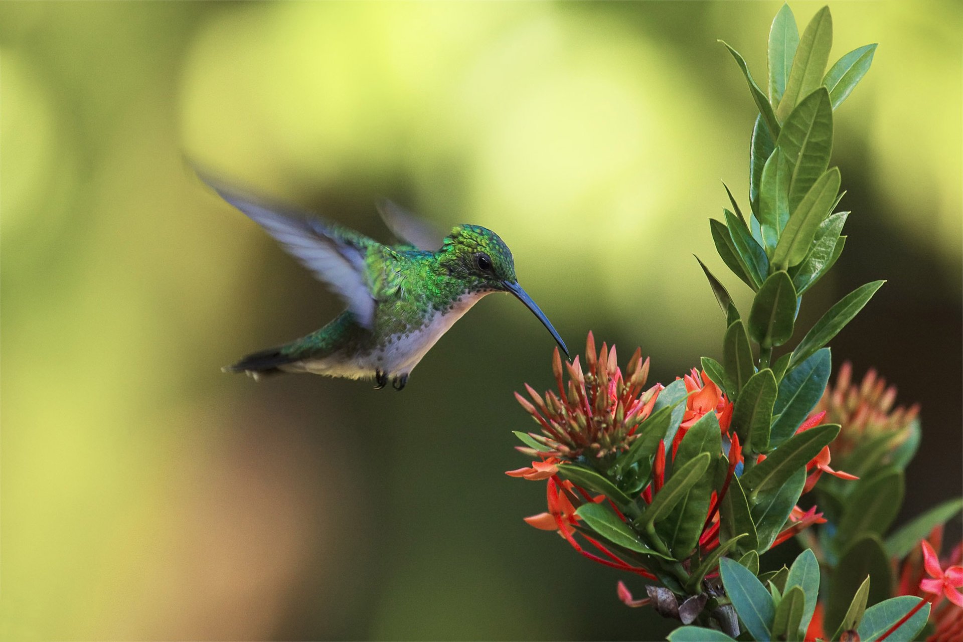 bird attacks flower hummingbird