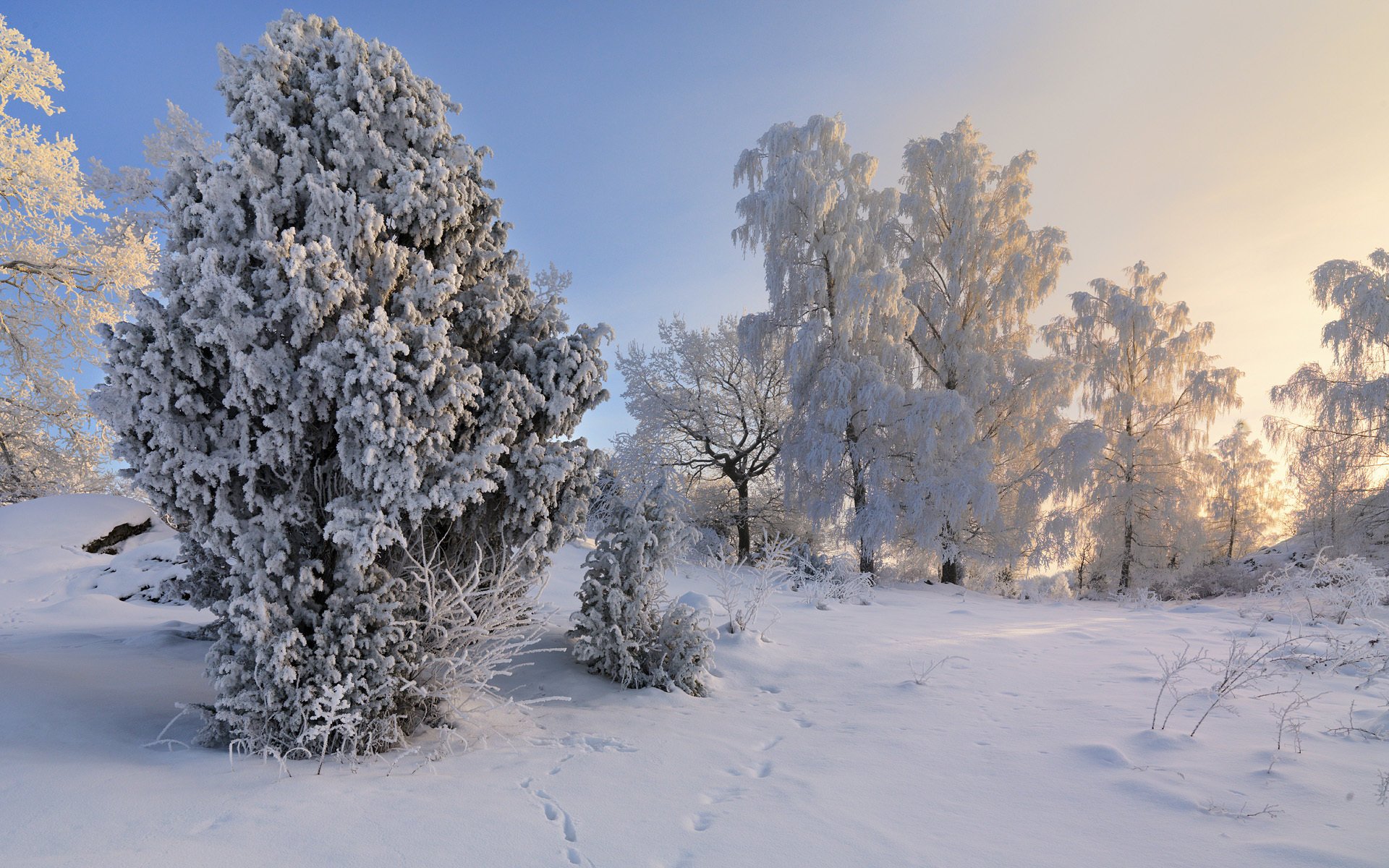 alberi inverno svezia svezia neve