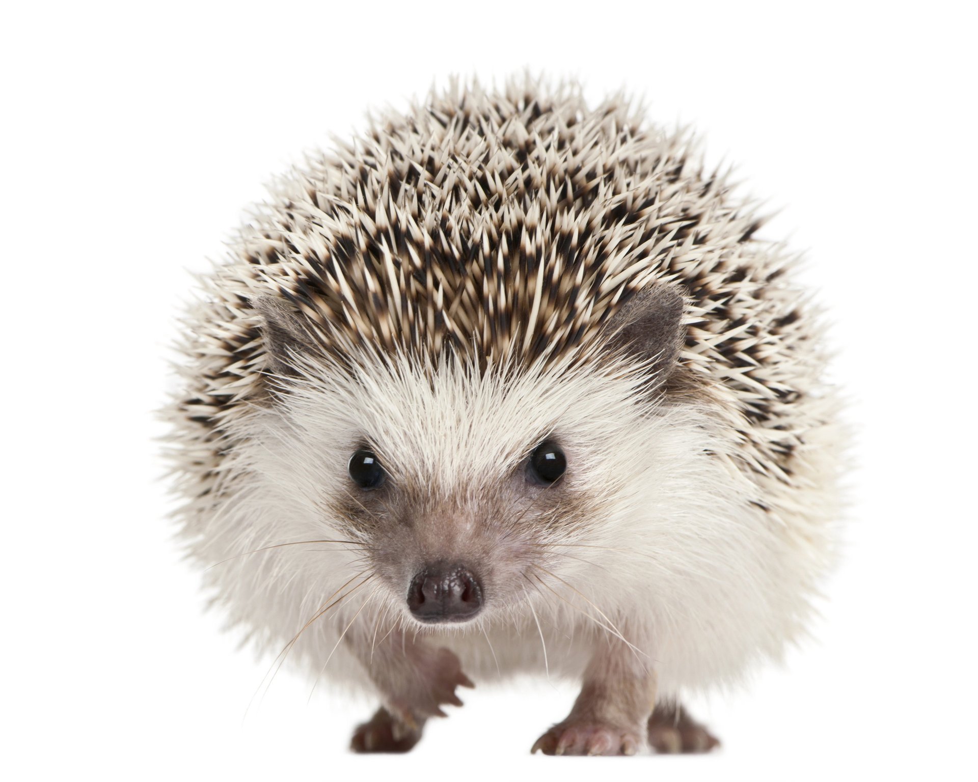 muzzle eyes hedgehog mammals barb