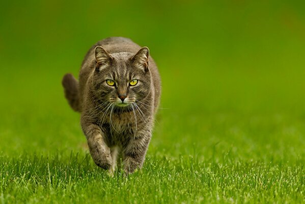 Un gato serio corre sobre la hierba verde