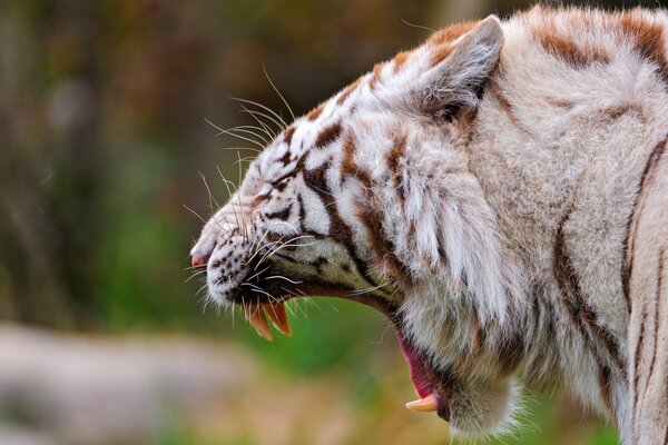 Le rugissement du tigre, une énorme gueule avec des crocs