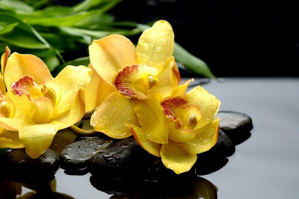 Gelbe Orchidee mit Wassertropfen