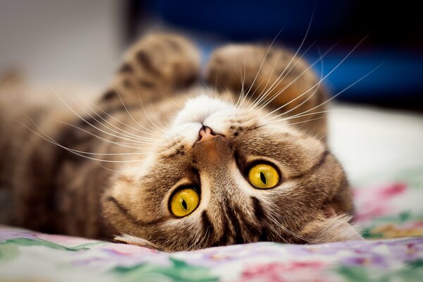 Il piccolo gatto giace sulla schiena e si baldora