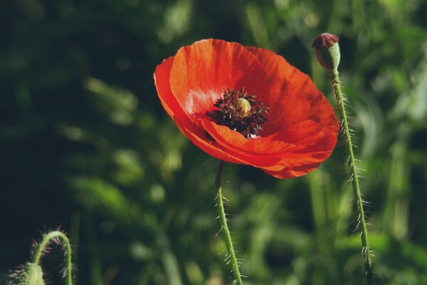 Amapola roja sobre fondo de hierba verde