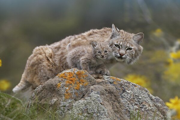 Lynx - mom and lynx are sitting on a rock