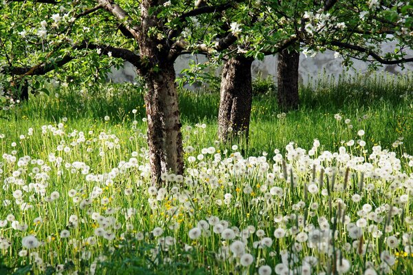 Mlecze i drzewa w ogrodzie. Natura