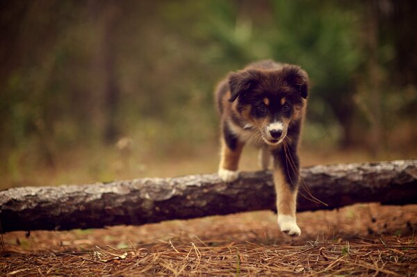 The dog loves to walk in the woods