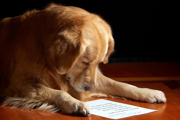 Le chien lit une Note du propriétaire