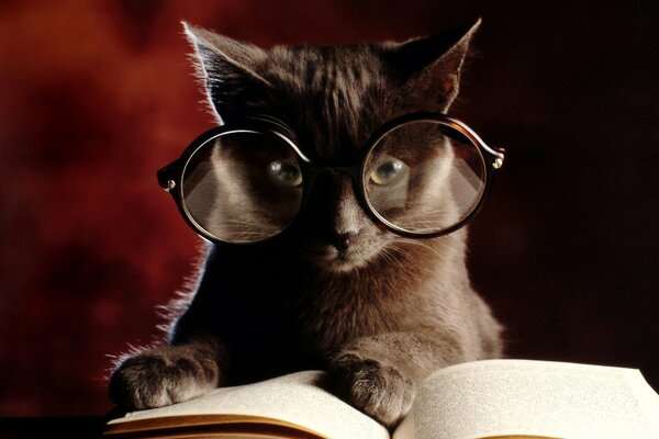 Le chat à lunettes lit un livre