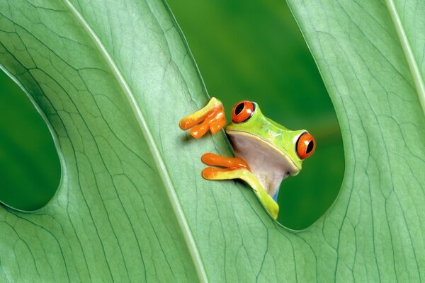 A frog hides between green leaves