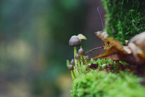 Petits champignons dans la mousse verte dans la forêt