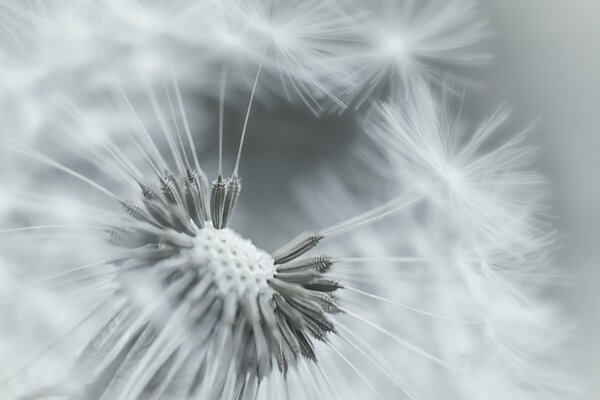 Löwenzahnblume mit zerzausten Flusen